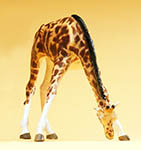 023-47502 - Giraffe fressend