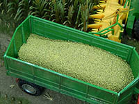 034-23305 - 1:32 Maiskörner, 150g