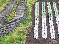 034-28228 - 1:87 Rotkohl-Pflanzen, 220x